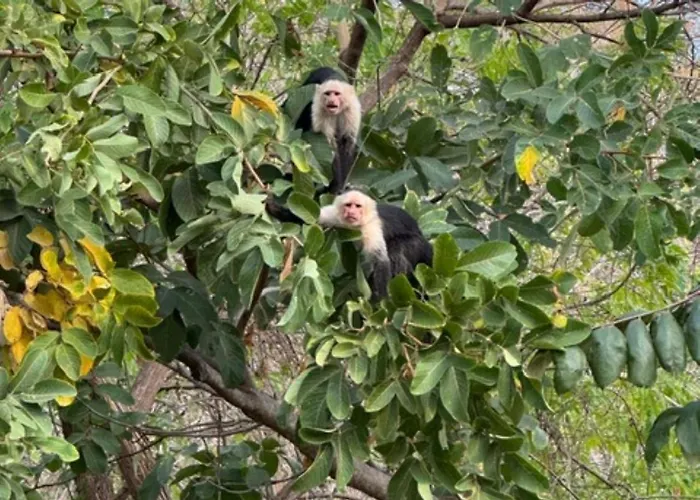 Vivo * Potrero (Guanacaste)